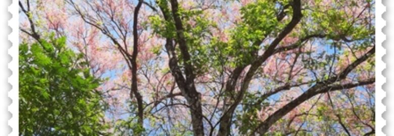 FINCA AGROTURISTICA DOÑA ELY